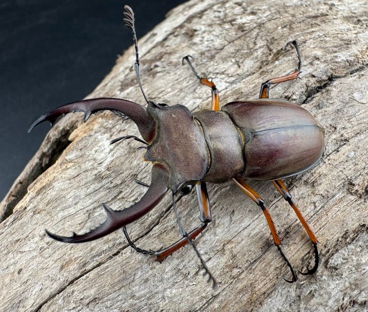 【WD】《ツェンワンラオシャンミヤマ 45.5mm ペア》