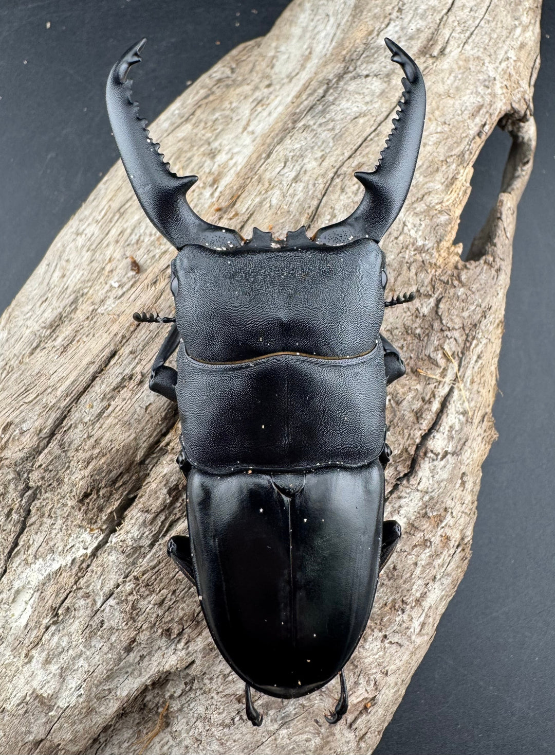 【WD】《パラワンオオヒラタ 91.5mm ペア》