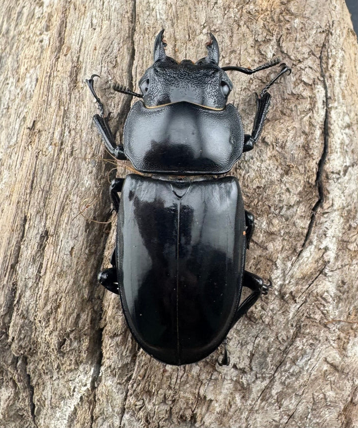 【WD】《マンディブラリスフタマタ 101mm ペア》