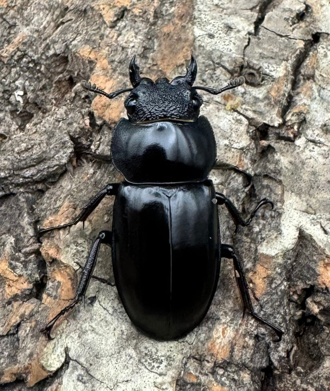 《ペロッティシカクワガタ Free ペア》