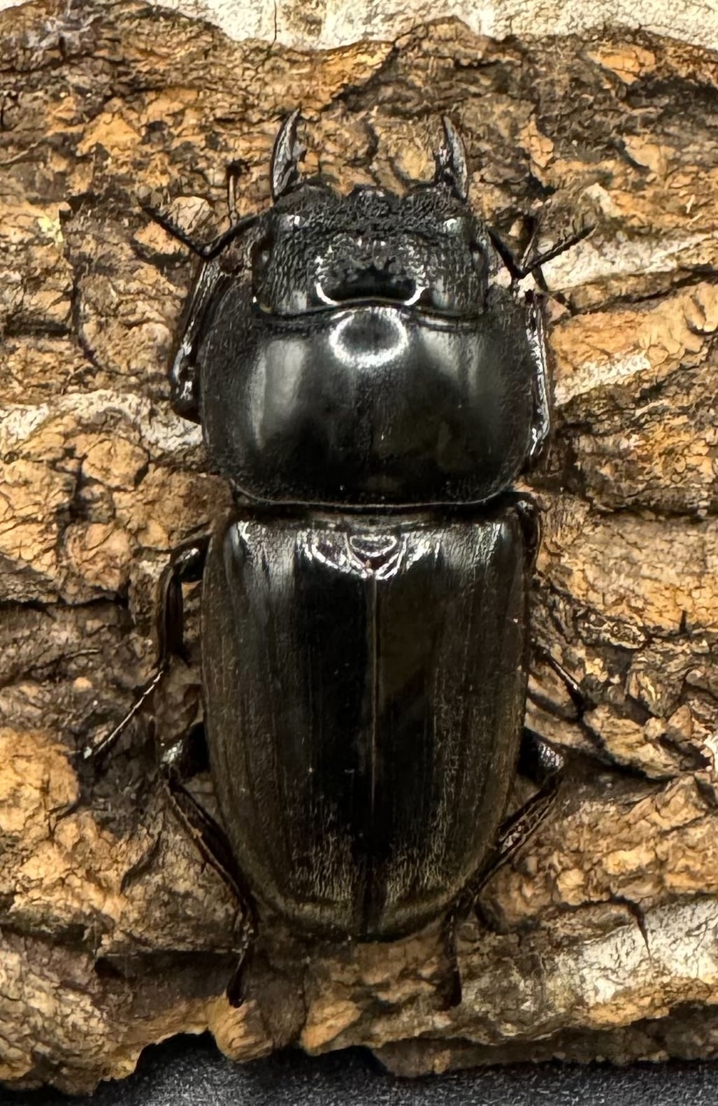 【WD】《西ペレンオオヒラタ 93.5mm ペア》