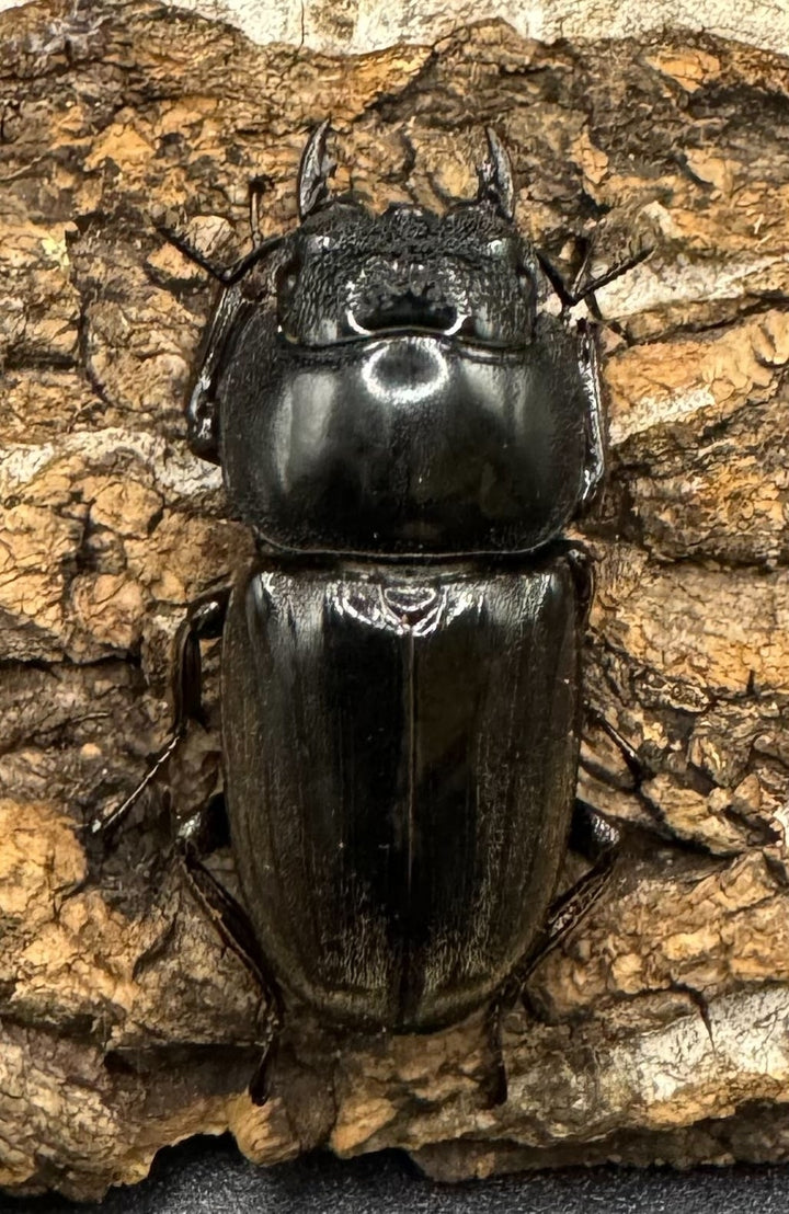 【WD】《西ペレンオオヒラタ 93.5mm ペア》