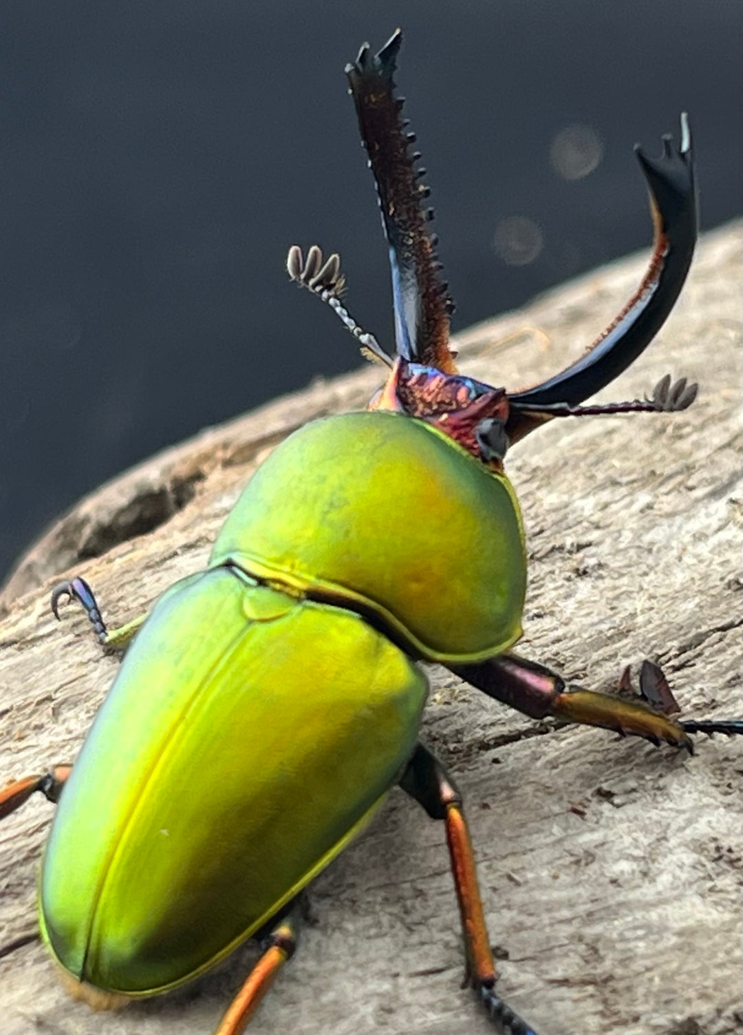 【WD】《パプアキンイロクワガタ アルファック産 35mm ペア》