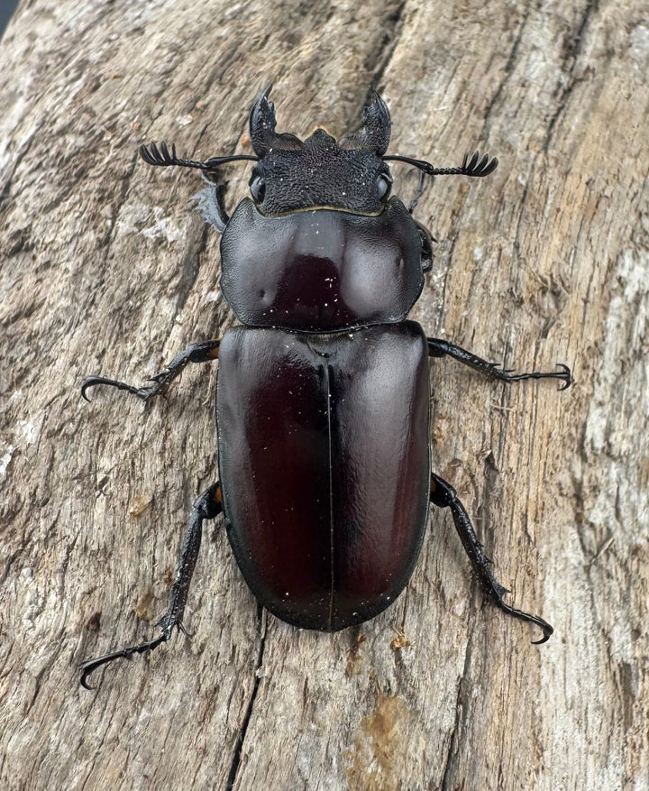 【WD】《アングスティコルニスミヤマ 67mm ペア》