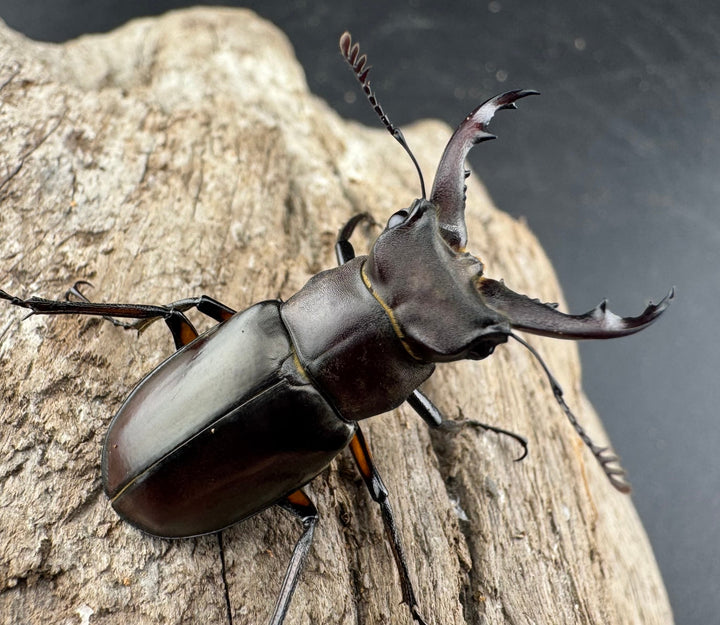 【WD】《シセンミヤマクワガタ 36mm ♂♀♀トリオ》