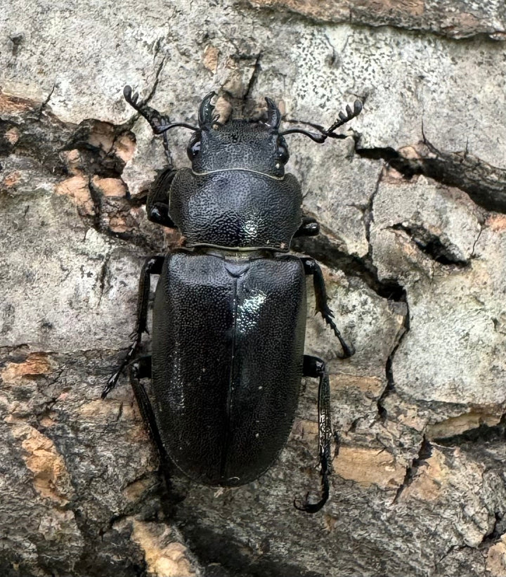 【WD】《メタリフェルホソアカ 78mm ペア》