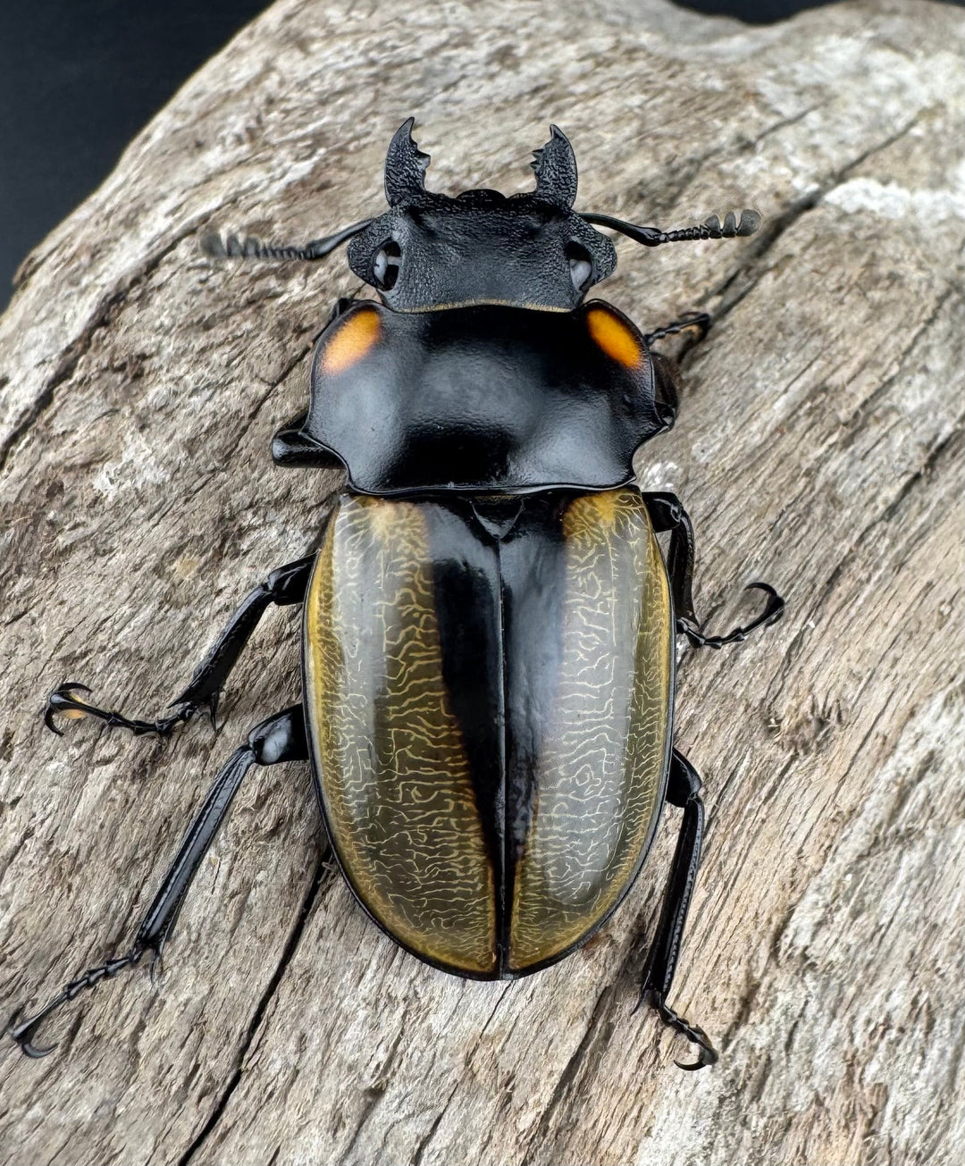 【WD】《ラコダールツヤクワガタ 76.5mm ペア》