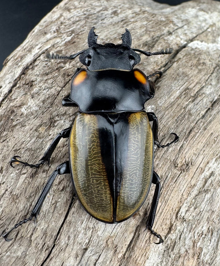 【WD】《ラコダールツヤクワガタ 76.5mm ペア》