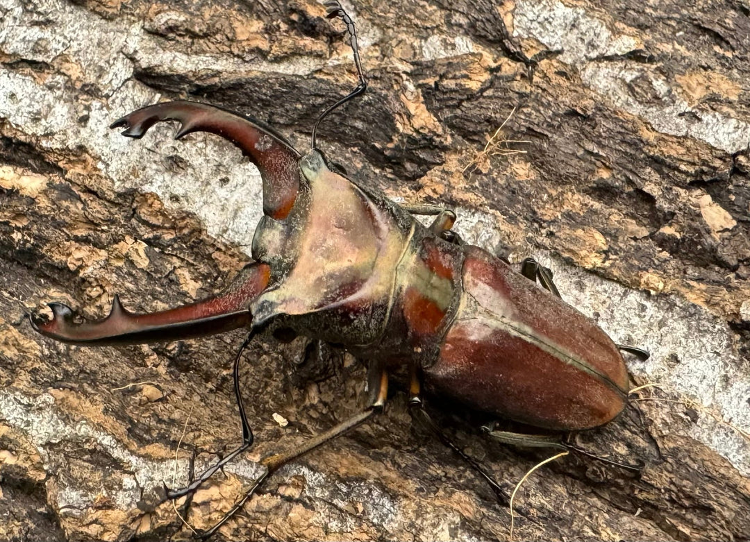 【WD】《ズベールホソアカ ミンダナオ産 52mm ペア》