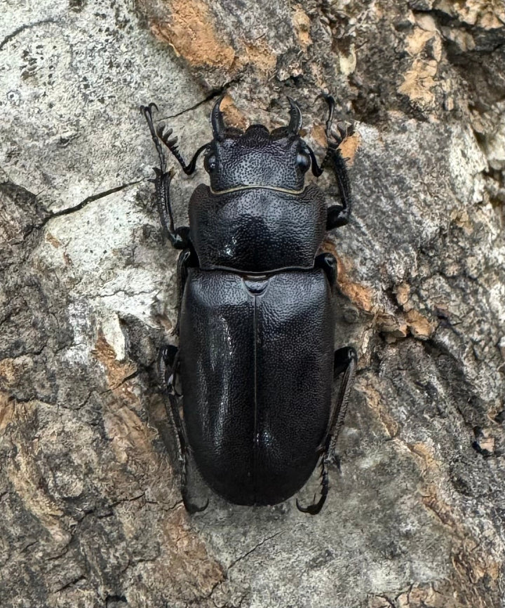 【美麗】即ブリ《メタリフェルホソアカ 77mm ペア》わたくわ氏ブリード個体