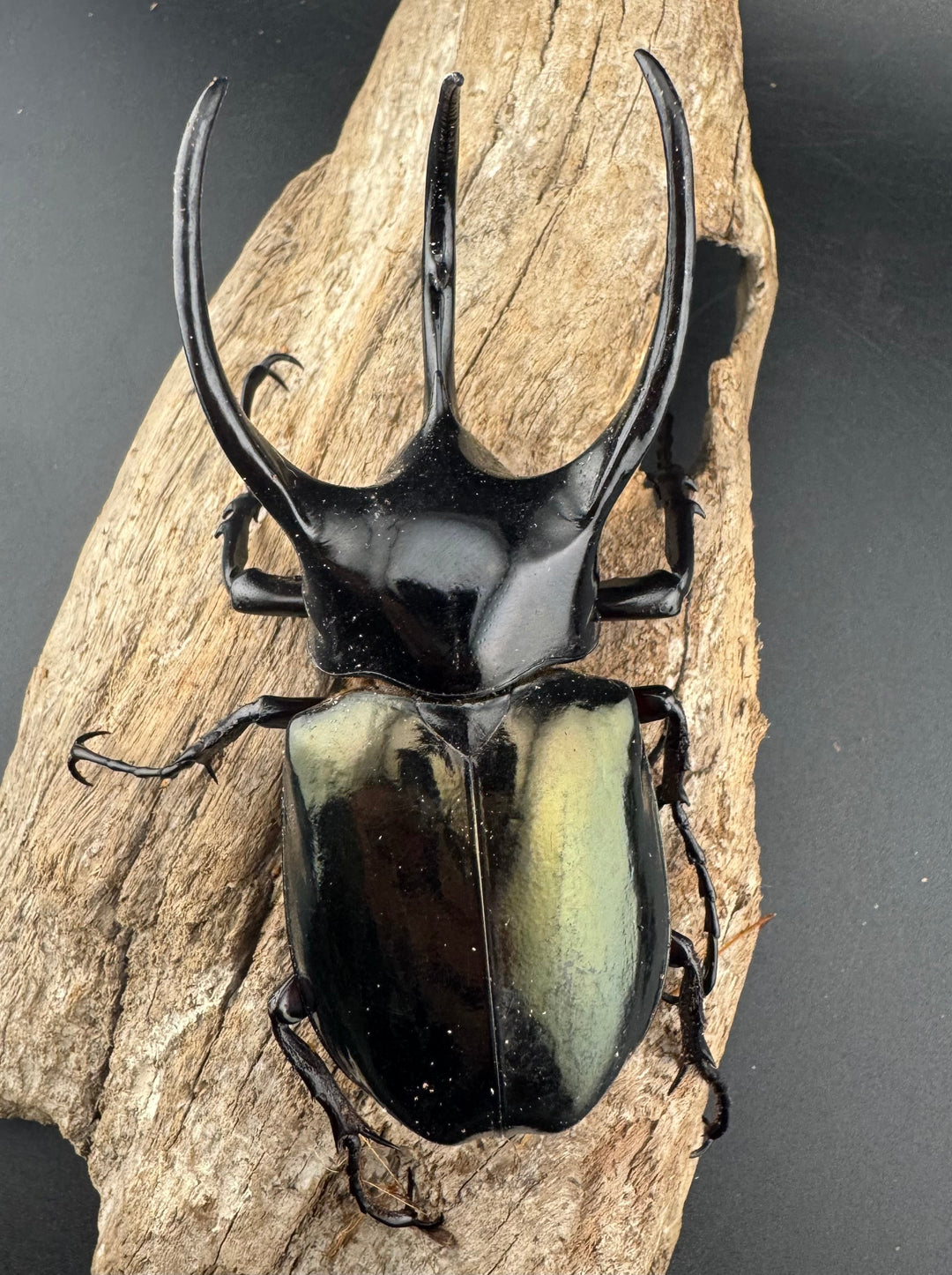 【WD】《タイリクコーカサスオオカブト ラオス産 94mm ペア》