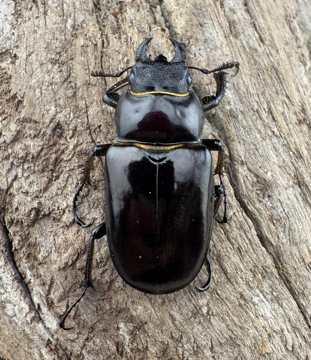 【WD】《プロメテウスミヤマクワガタ 35mm ペア》