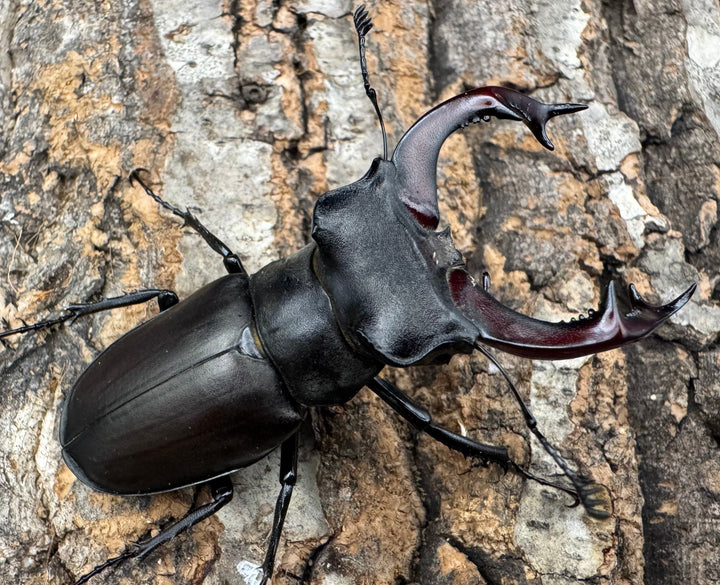 《ヨーロッパミヤマ（ケルブスミヤマ） 66mm ペア》