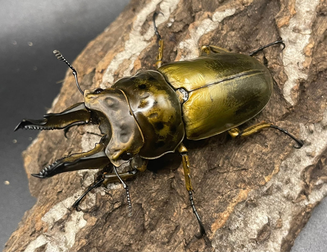 《ババオウゴンオニクワガタ 74.6mm ペア》