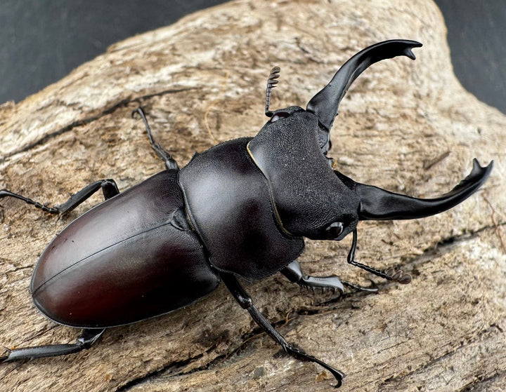 【WD】《スペンスシカノコギリ亜種mandibularis 44mm ペア》