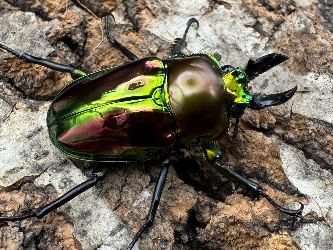 《ニジイロクワガタ ピカール系 32mm ペア》