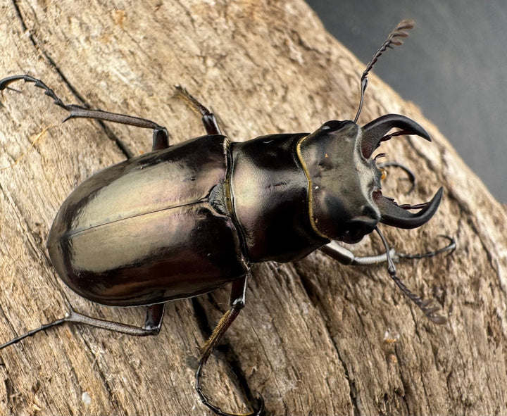 【WD】《プロメテウスミヤマクワガタ 32mm A’品ペア》