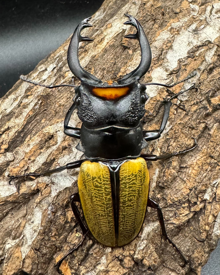 【WD】《スペクタビリスツヤクワガタ 75mm ペア》