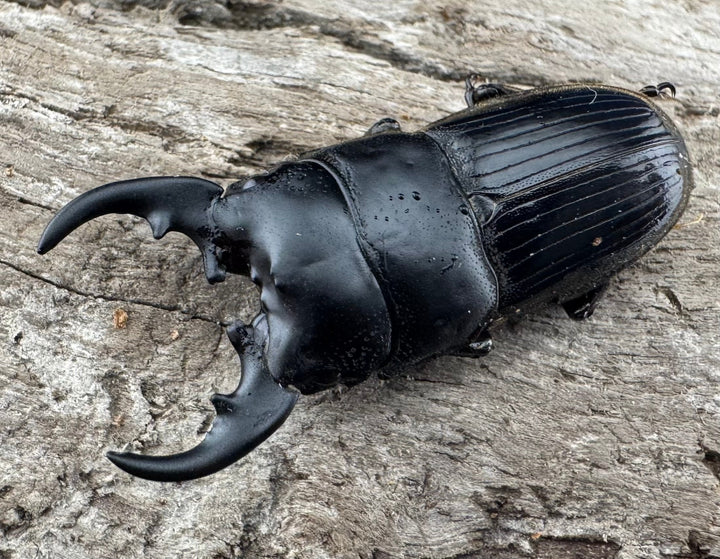 【WD】《フィリピンネブト亜種バンガイエンシス 30mm ペア》