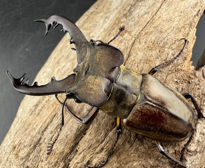 【WD】《ミヤマクワガタ 胆振地方産 67mm ペア》