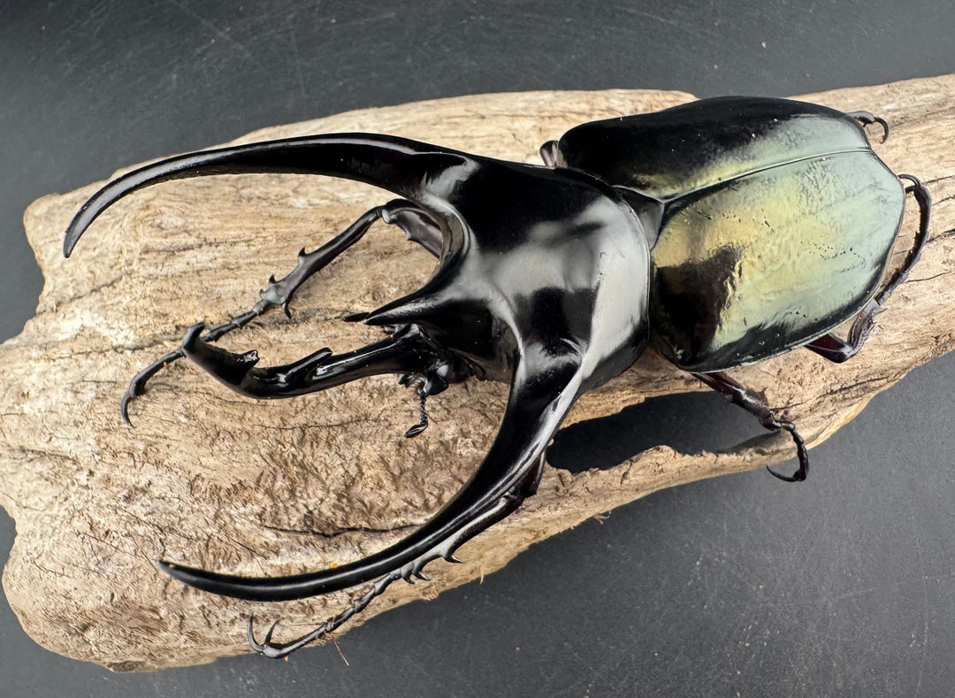 【WD】《ジャワコーカサスオオカブト 114mm A’品♂単》