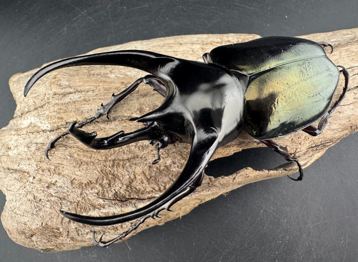 【WD】《ジャワコーカサスオオカブト 114mm A’品♂単》