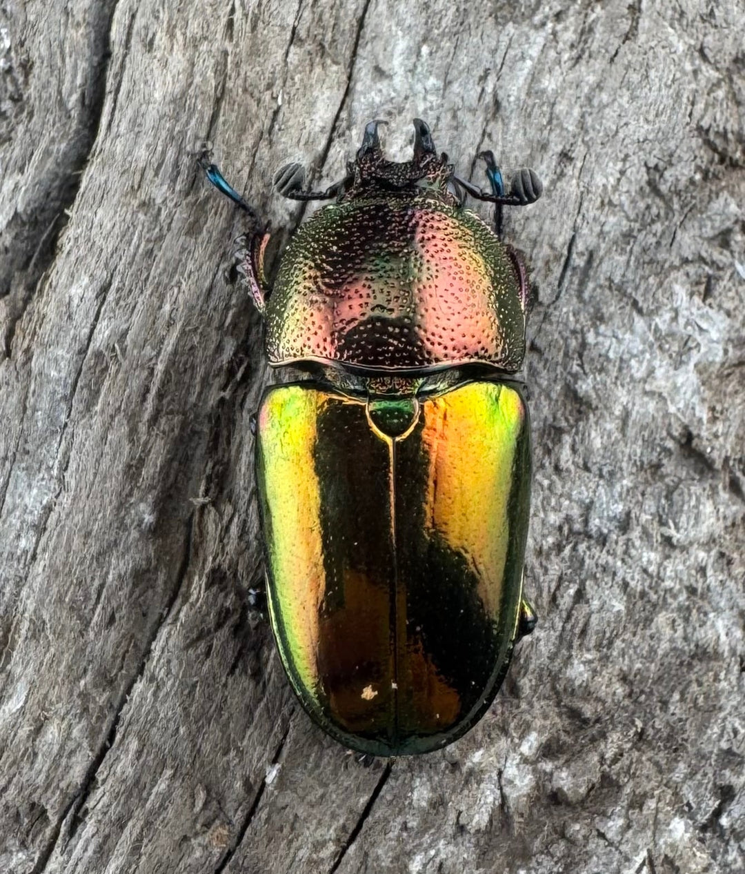 【WD】《パプアキンイロクワガタ アルファック産 33mm ペア》