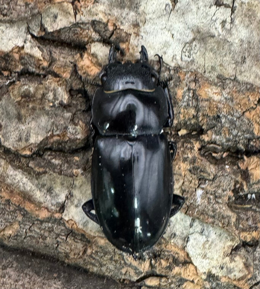 【WD】《マンディブラリスフタマタ 93mm ペア》