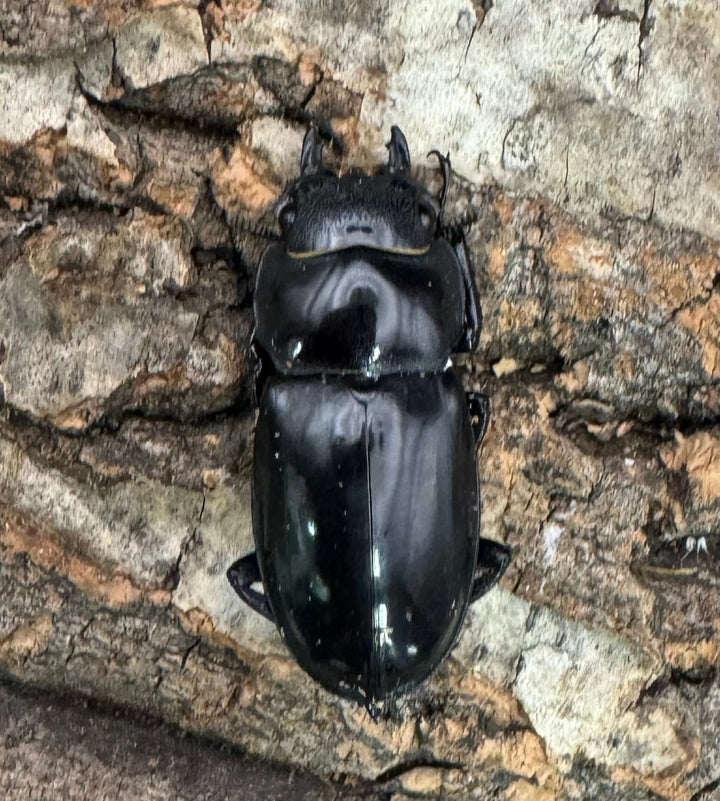 【WD】《マンディブラリスフタマタ 93mm ペア》