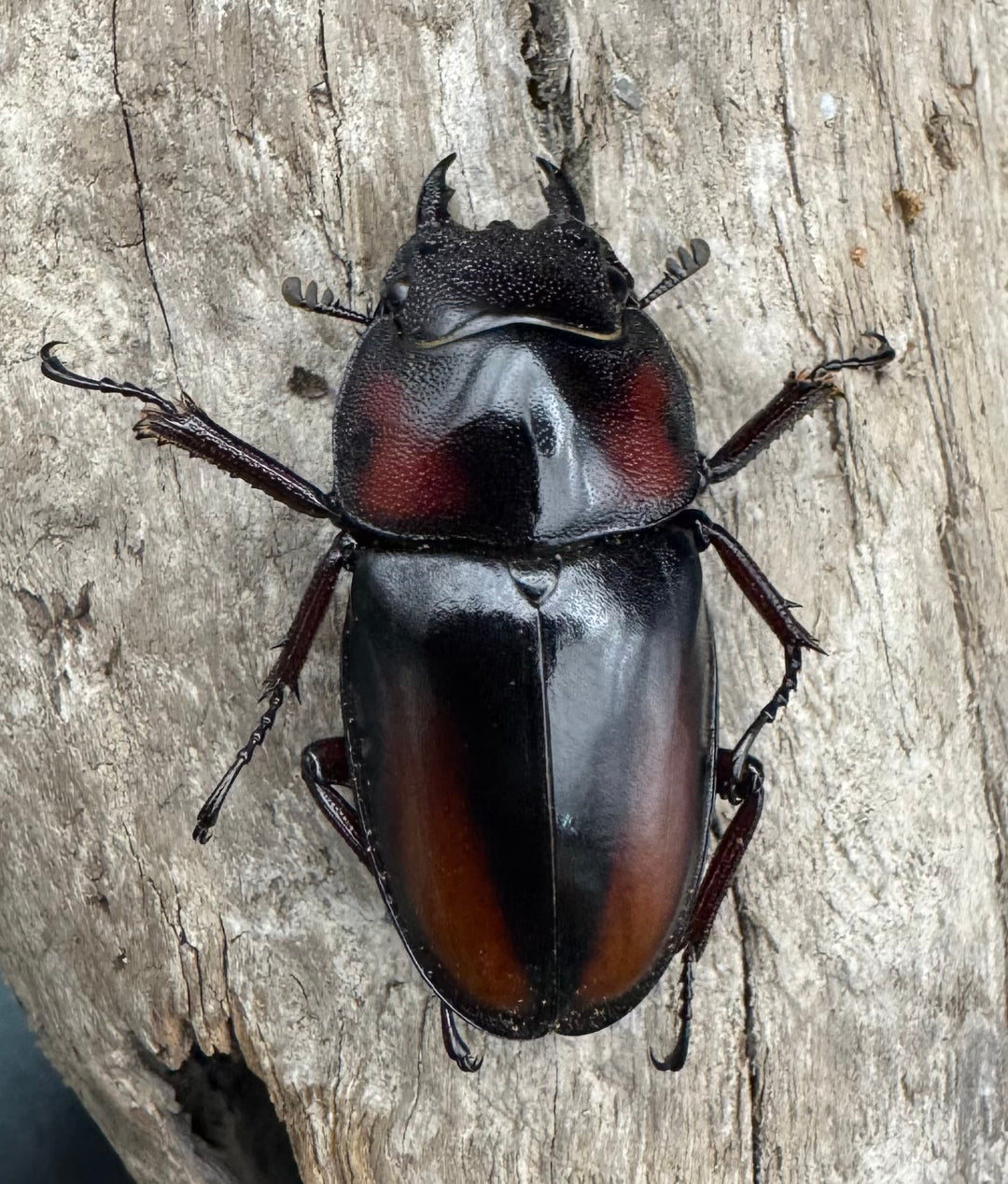 《ミラビリスノコギリクワガタ 63mm ペア》