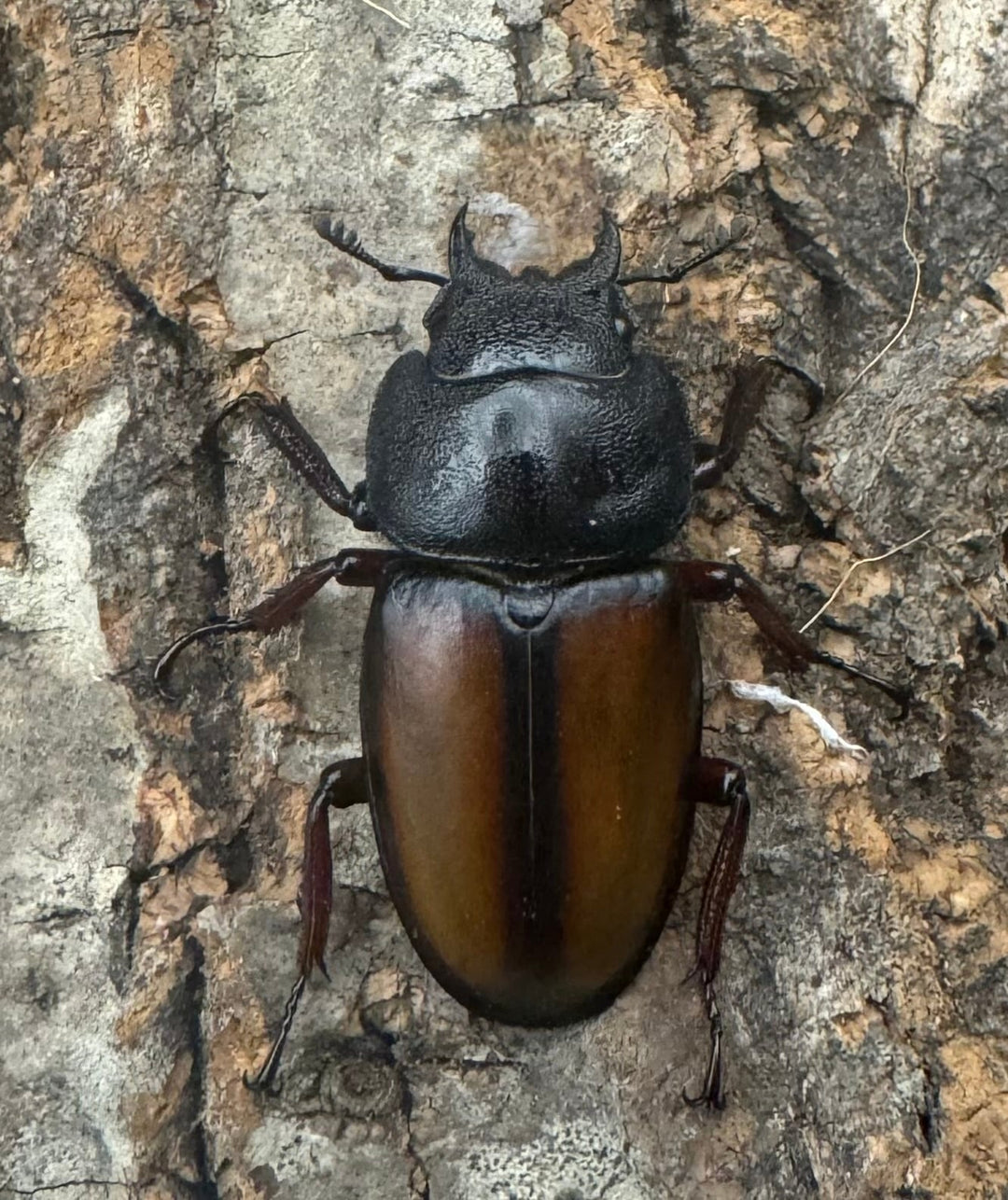 【WF4】《ウムハンギノコギリ 55.5mm ペア》