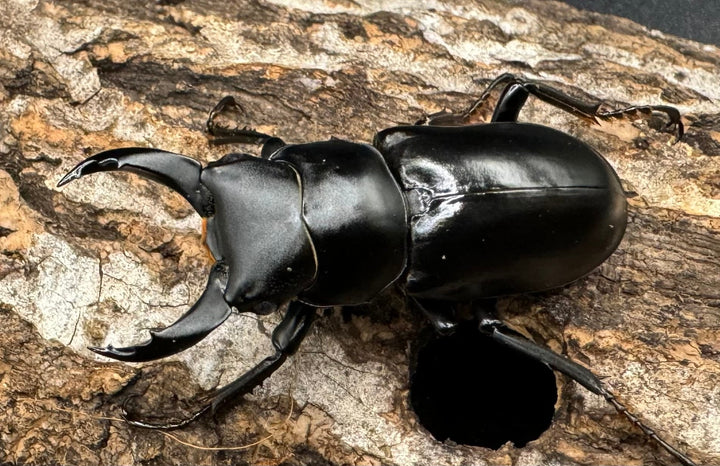 【WD】《ブラナウンコクワ 福貢県産 45mm ペア》