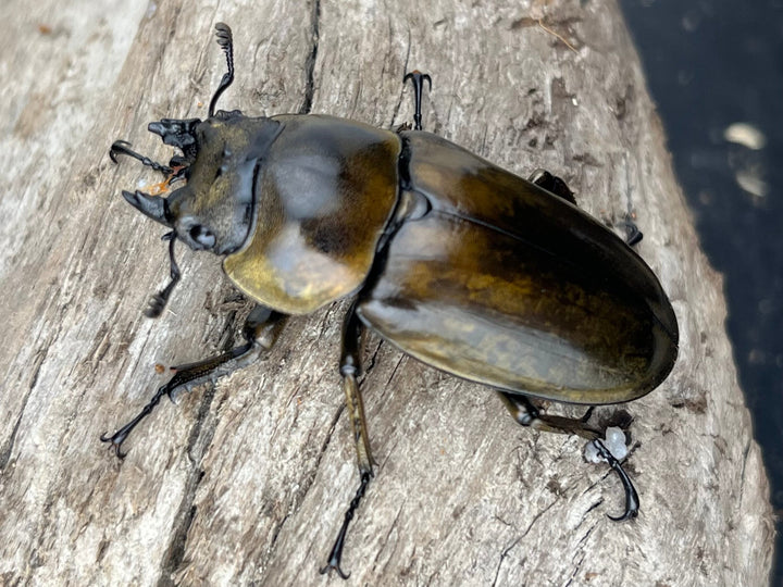 【F0】《ローゼンベルグオウゴンオニクワガタ 49mm ♀単》