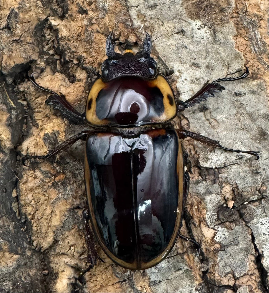 《ファブリースノコギリ亜種タカクワイ 79mm ペア》