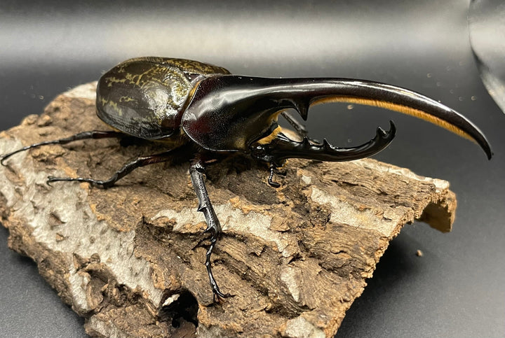 《ヘラクレス・ヘラクレス 126mm ペア》