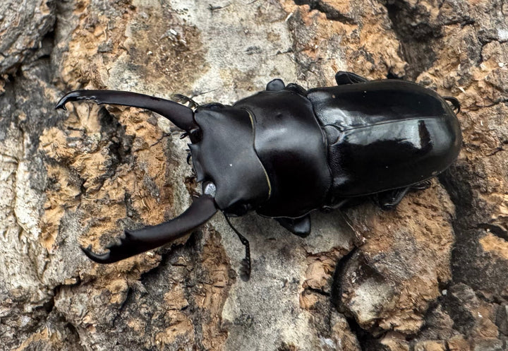 【WF1】《ビシグナートゥスコクワ APDV産 38mm ペア》Moro氏ブリード個体