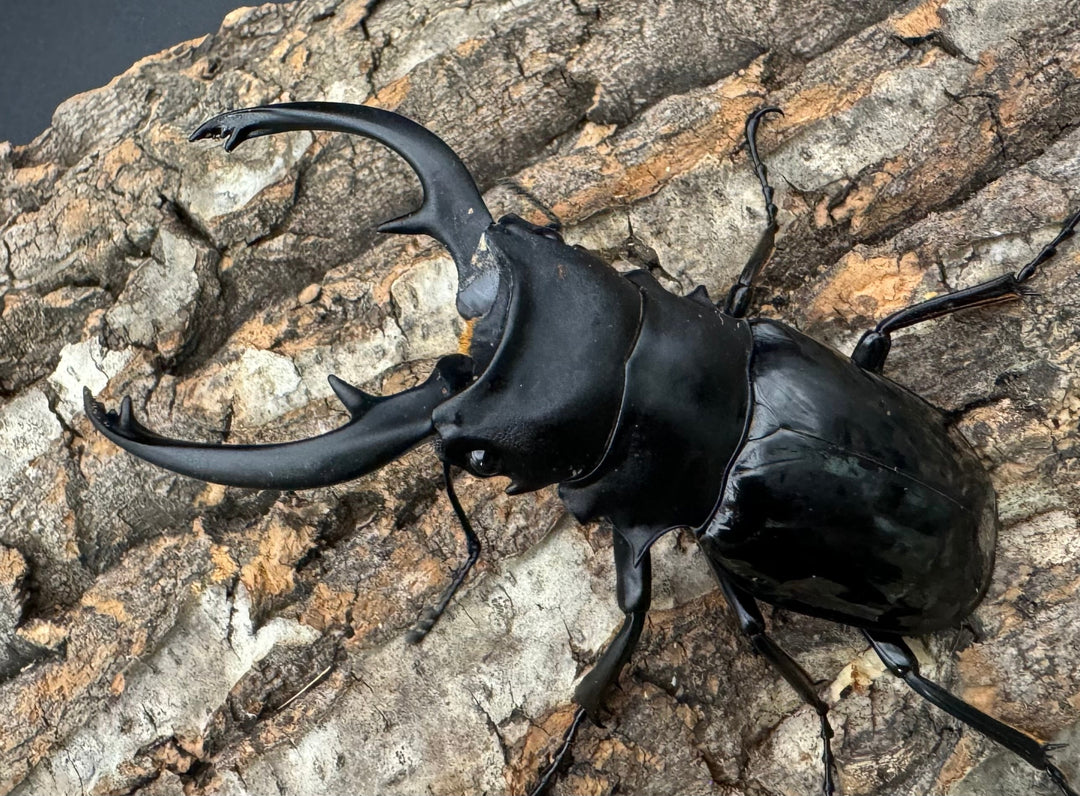 【WD】《インターメディアツヤクワガタ 84mm ペア》