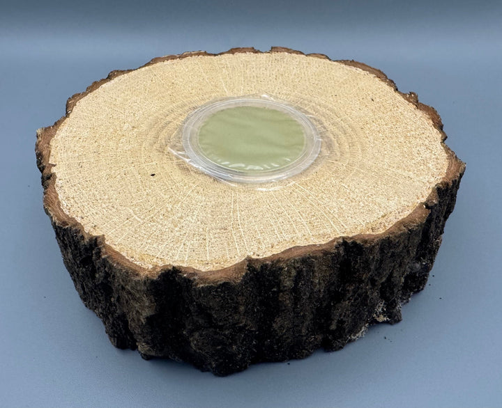 広葉樹エサ皿 16g 1穴