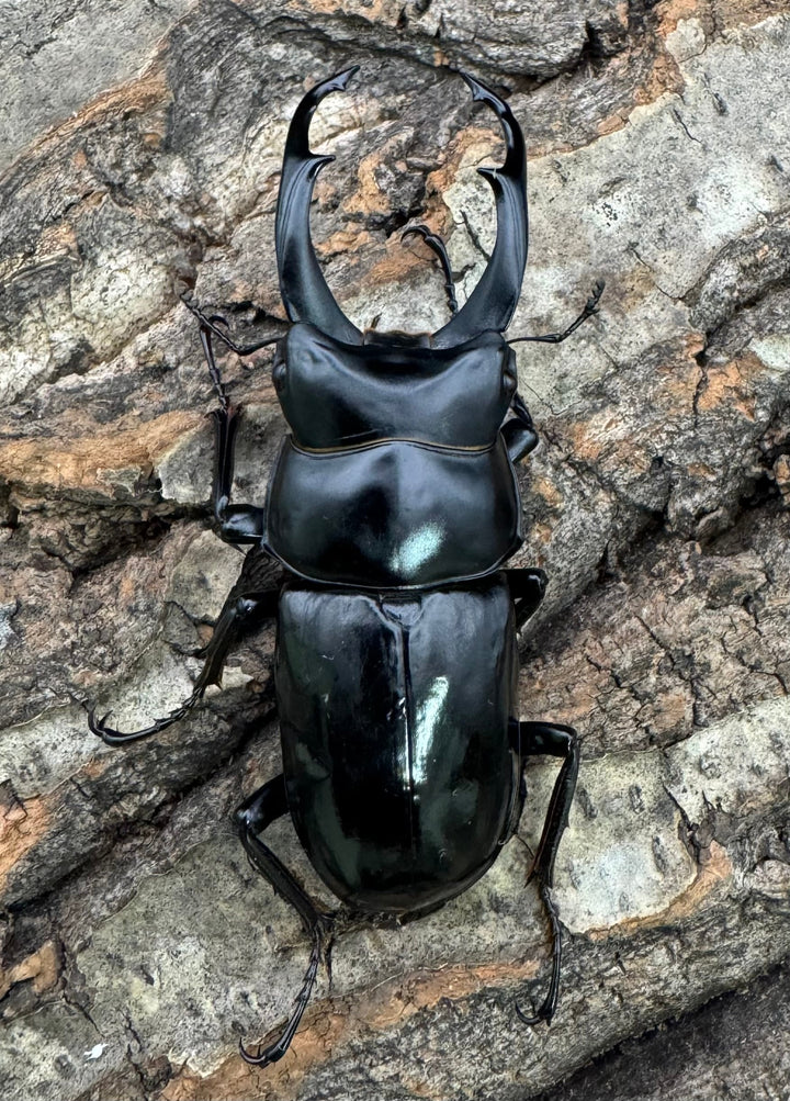 【WD】《ネパレンシス ssp. チベット産 58.5mm ♂♀♀トリオ》