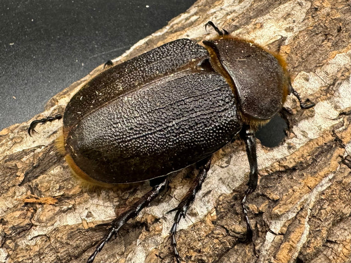 《ヘラクレス・ヘラクレス 125mm ペア》