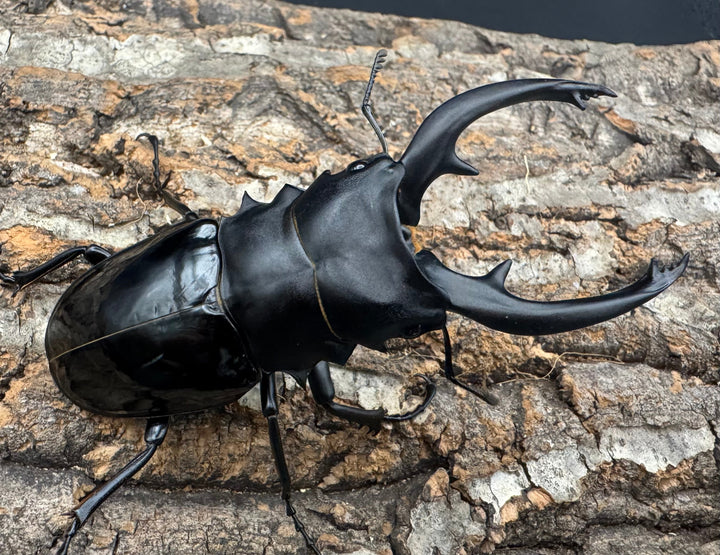 【WF1】《インターメディアツヤクワガタ 94mm ペア》