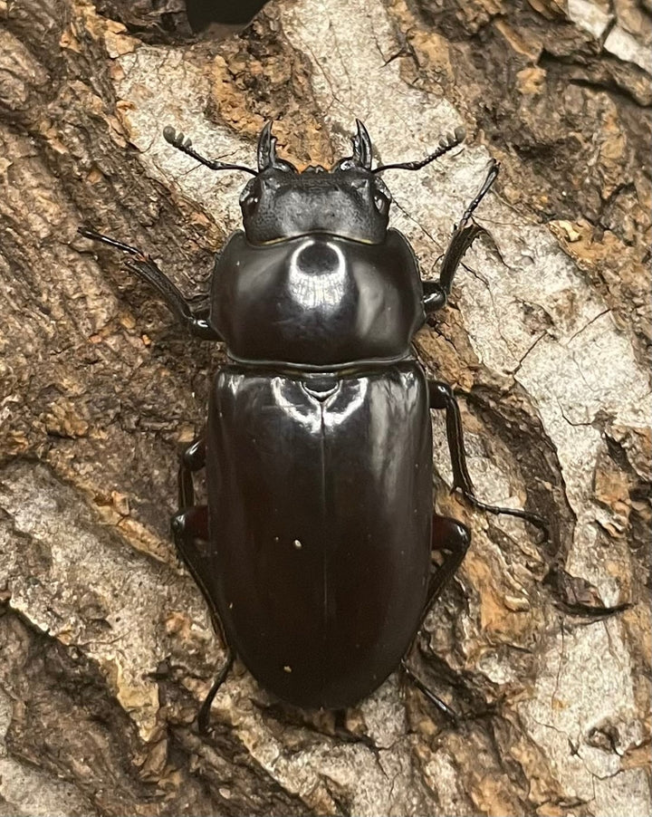 【WD】貴重産地《ハイチュヌスコクワ 33mm ♀単》