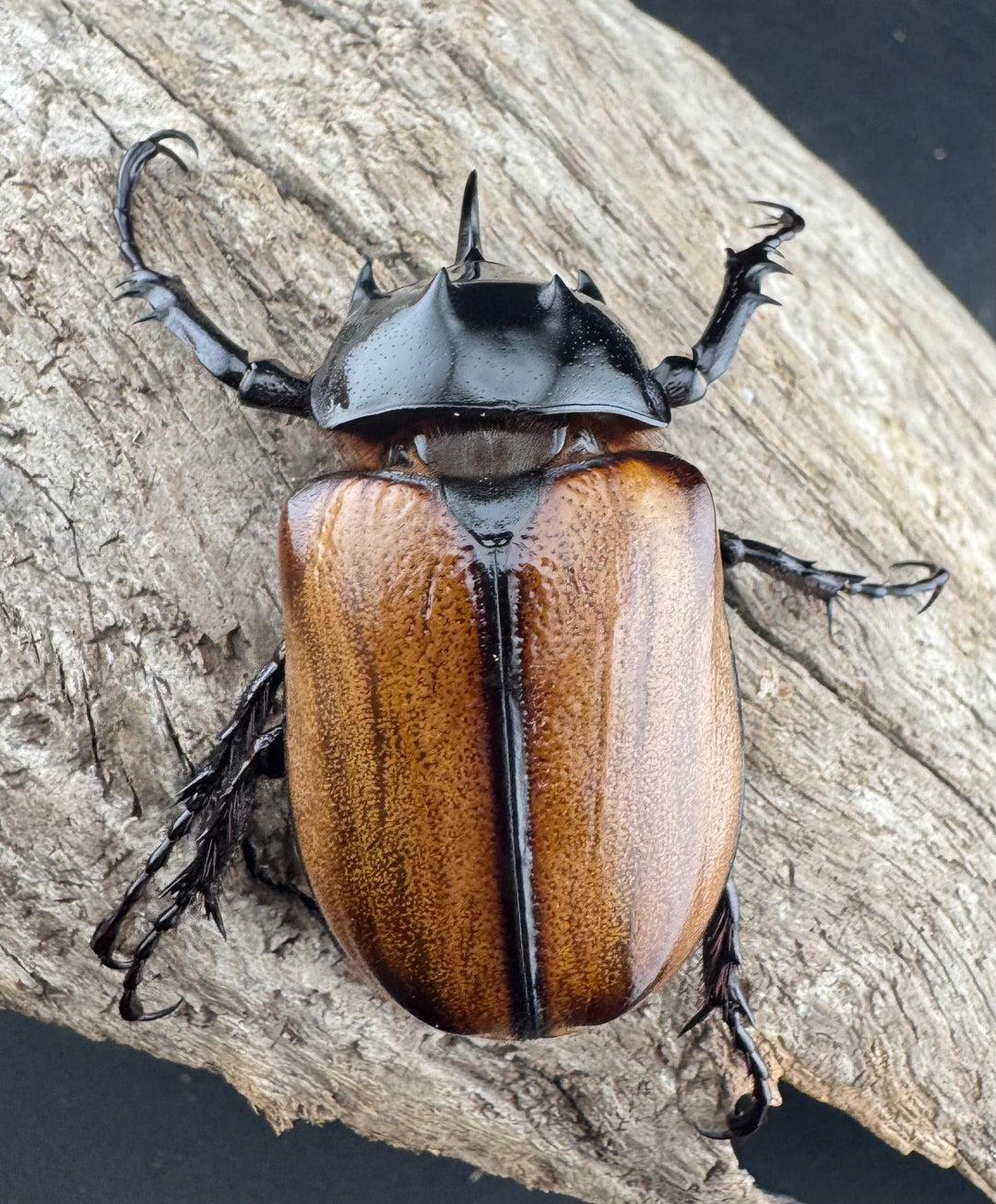 【F0】《スキットゴホンツノカブト 52mm ペア》