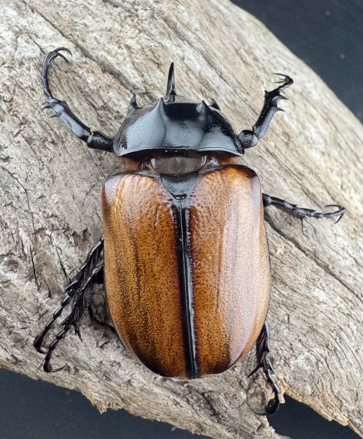 【F0】《スキットゴホンツノカブト 52mm ペア》