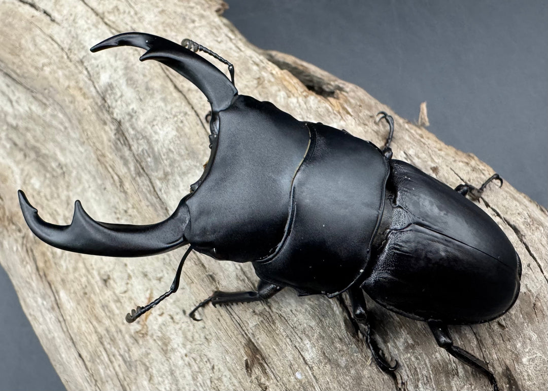 【WD】《パリーオオクワ パロロ パル産 72.5mm ペア》