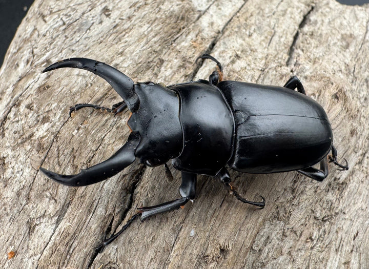 《ドンキエルコクワ亜種ハンプイ（黒ドンキ） 49mm ♂単》②