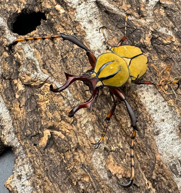 【WD】ワリックツノハナムグリ亜種bowringi ペア