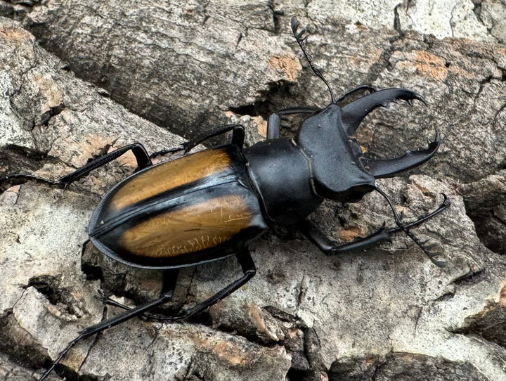 【WD】《パリーミヤマクワガタ 34mm ペア》