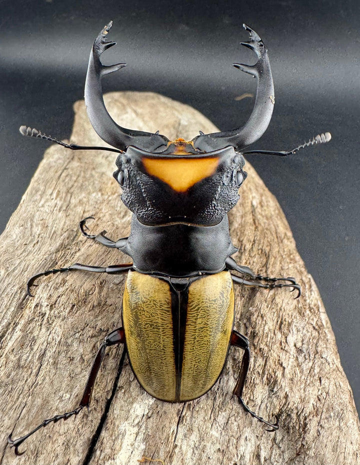 【WD】《ラコダールツヤクワガタ 79.5mm ペア》