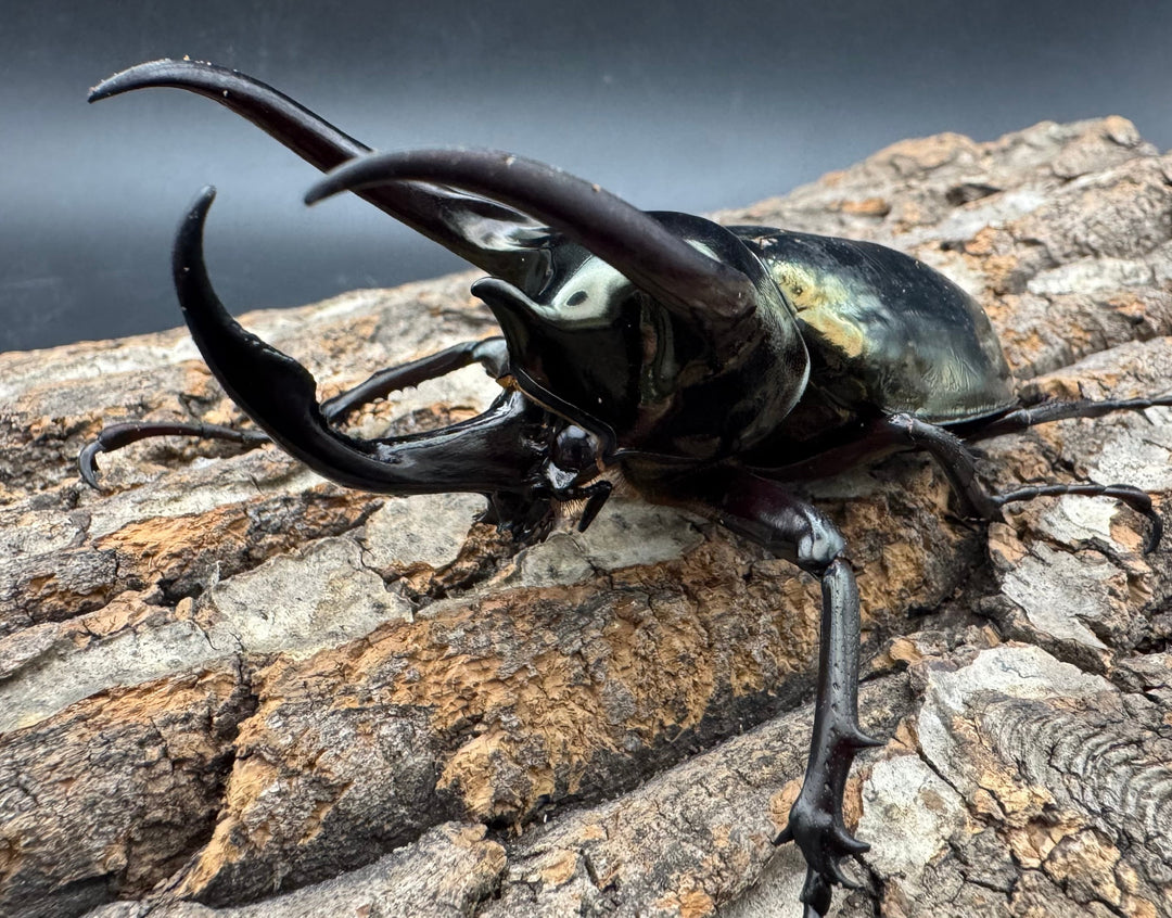 【WD】《ミンダナオアトラスオオカブト 95.5mm ペア》